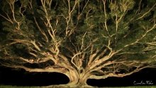 The Tree 220w